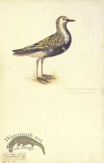 191 Swedish Birds . Charadrius Apricarius.European Golden Plover
